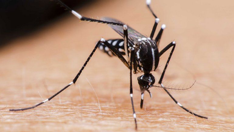 Mosquitos: son los más nocivos para el hombre