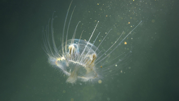 La medusa asiática fue detectada en tres lagos del Parque Nacional Nahuel Huapi desde 2023. | LM Neuquen La medusa asiática fue detectada en tres lagos del Parque Nacional Nahuel Huapi desde 2023.