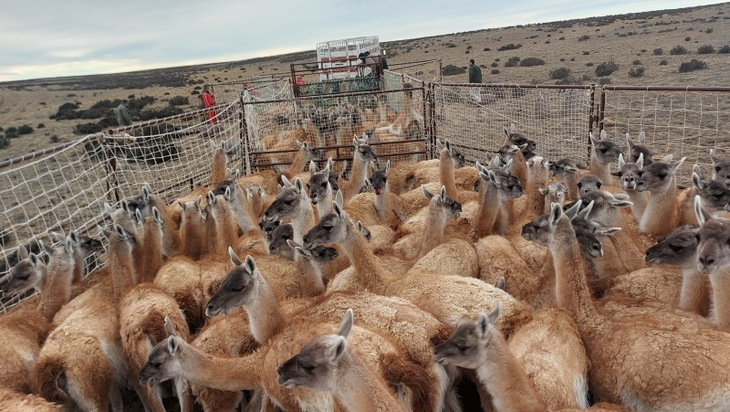 822.000 hectáreas intervenidas: 56% de áreas autorizadas bajo control 822.000 hectáreas intervenidas: 56% de áreas autorizadas bajo control
