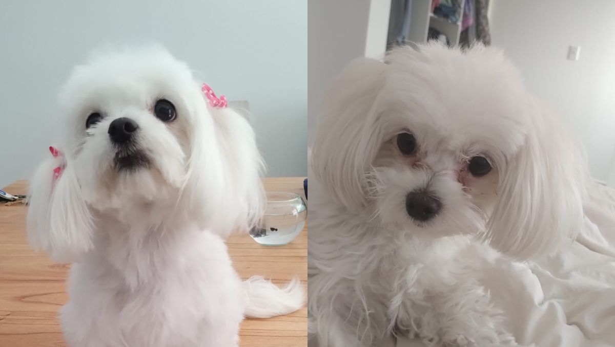 Les robaron a Lupe, su mascota de dos años que se había quedado en la vivienda.