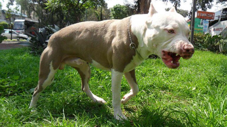 Un pitbull mordió en la cabeza a un nene