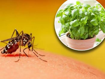 La platnat es una opción que ahuyenta mosquitos y a la vez decora interiores y balcones durante el verano.