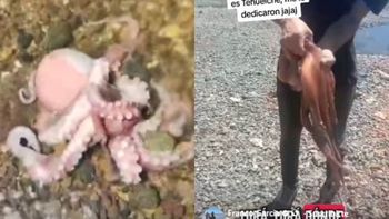 Estiman que el pulpo hallado en el muelle de San Antonio Oeste pesó cerca de 2 kilos y midió al menos 2 metros. Estiman que el pulpo hallado en el muelle de San Antonio Oeste pesó cerca de 2 kilos y midió al menos 2 metros.