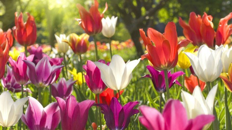 Soñar con flores puede significar felicidad