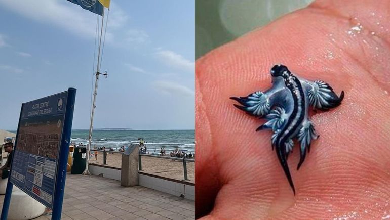 Cerraron playas en España por la aparición del peligroso dragón azul marino