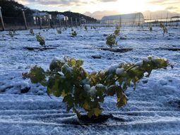 El desafío vitivinícola: Cuando un proyecto universitario de 1000 m² se convierte en el viñedo más austral del mundo. Foto: gentileza El desafío vitivinícola: Cuando un proyecto universitario de 1000 m² se convierte en el viñedo más austral del mundo. Foto: gentileza