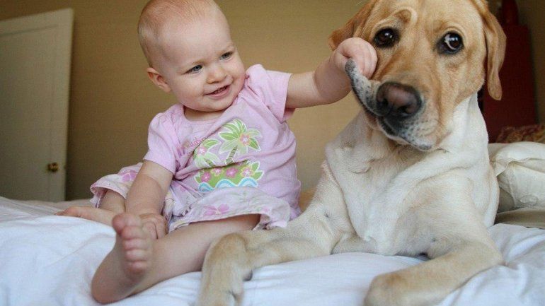 Adaptar al perro a la llegada de un bebé