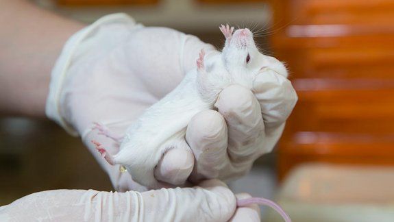 Los experimentos se realizaron&nbsp;en cerdos y en ratas.