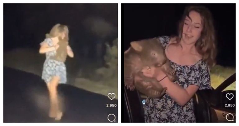 El video donde la influencer aleja a la cría de wombat de su mamá en Australia se hizo viral rápidamente y le generó grandes problemas.