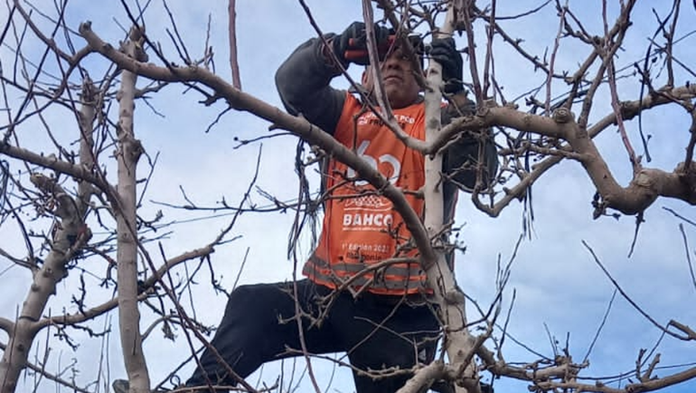 Se celebró la primera edición del concurso de poda en frutales