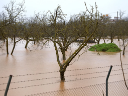 El olivar andaluz pierde hasta 70.000 toneladas de aceite debido al impacto de las borrascas Leonardo y Marta. Foto: www.elespanol.com El olivar andaluz pierde hasta 70.000 toneladas de aceite debido al impacto de las borrascas Leonardo y Marta. Foto: www.elespanol.com