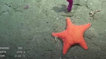 la estrella culona y batatita: los hallazgos en el fondo del mar argentino que se volvieron virales