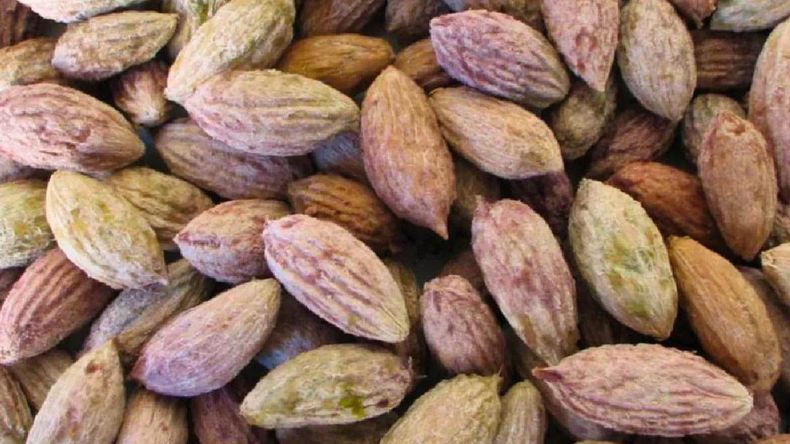 El carozo de aceituna se una para reciclaje, pueden aromatizar ambientes combinados con aceites esenciales y crear elementos decorativos rústicos. | LM Neuquen El carozo de aceituna se una para reciclaje, pueden aromatizar ambientes combinados con aceites esenciales y crear elementos decorativos rústicos.