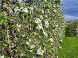 Las explotaciones de manzanos tuvieron una excelente floración durante la primavera del hemisferio norte.