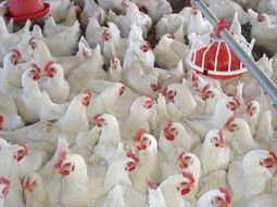 La producción de pollos en la región del norte de la Patagonia creció en 2023, pero sigue sin resolver sus problemas estructurales. La producción de pollos en la región del norte de la Patagonia creció en 2023, pero sigue sin resolver sus problemas estructurales.