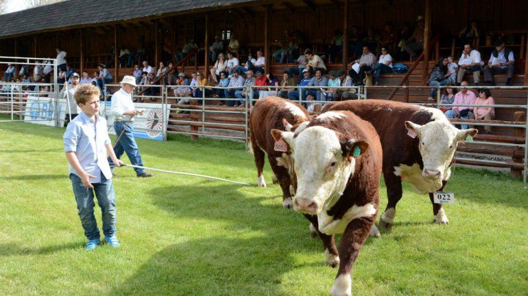 La Expo de Bovinos tendrá un cierre a puro asado y remate de campeones