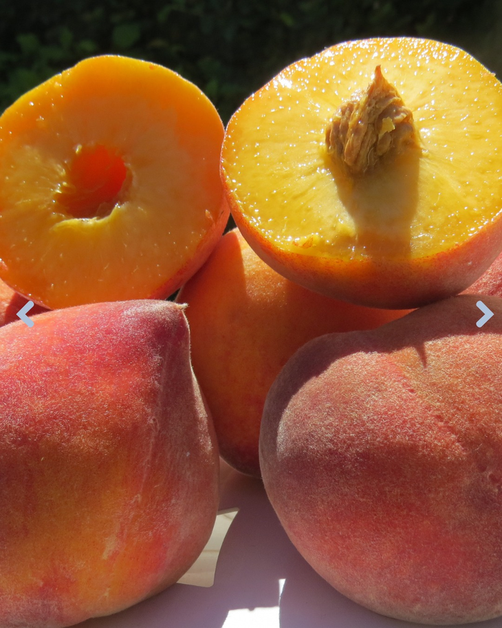 Pionero INTA: la primera variedad de durazno diseñada 100 % con inteligencia artificial. Foto: @intasanpedro Pionero INTA: la primera variedad de durazno diseñada 100 % con inteligencia artificial. Foto: @intasanpedro