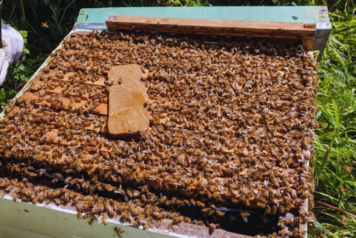 Especialistas del INTA Rafaela advierten sobre la amenaza del Pequeño Escarabajo. Especialistas del INTA Rafaela advierten sobre la amenaza del Pequeño Escarabajo.