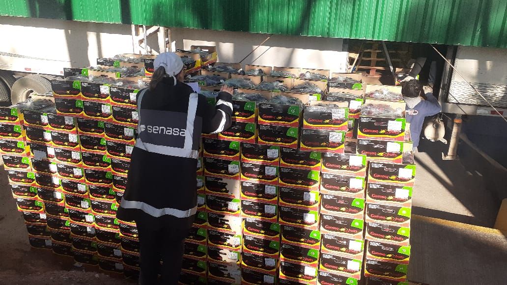 se constató el ocultamiento de 448 cajas de ciruela variedad Black Splendor, provenientes de España, que no contaban con la documentación sanitaria. correspondiente