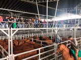 Sigue siendo alta la participación de hembras en los re,ates para faena.