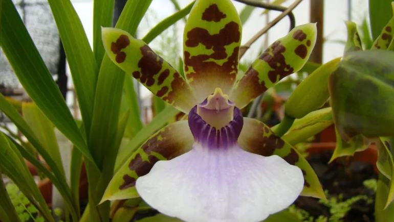 Dos orquídeas misioneras fueron protegidas por ley