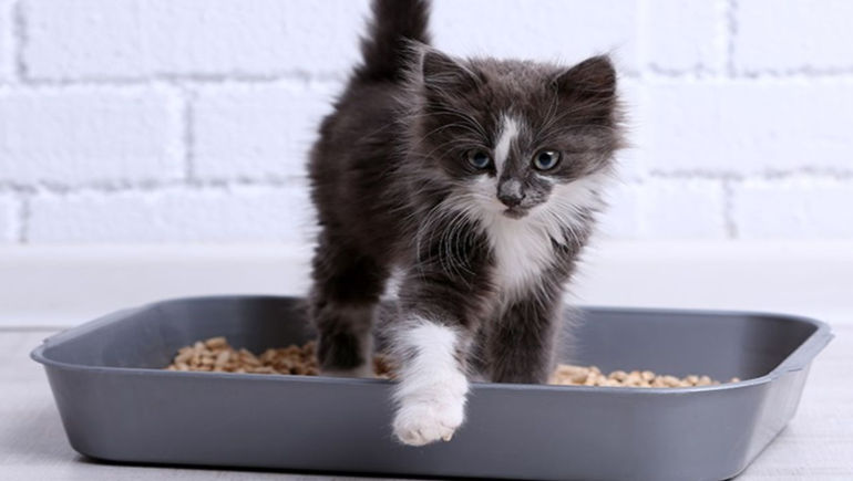 Cómo sacar el olor de pis de gato en casa
