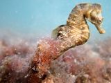 Temen que el caballito de mar esté en el menú del cangrejo invasor