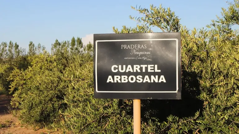 En Centenario las útimas Arbosanas bajo el sol esperan su cosecha. En Centenario las útimas Arbosanas bajo el sol esperan su cosecha.