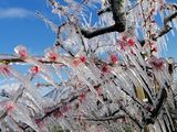 Muchas de la explotaciones de manzanas en Europa del este sufrieron los efectos de las bajas temperaturas primaverales.