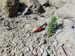 La araucaria araucana es un árbol originario de la Cordillera de los Andes, cuyo fruto es conocido como piñones. La araucaria araucana es un árbol originario de la Cordillera de los Andes, cuyo fruto es conocido como piñones.