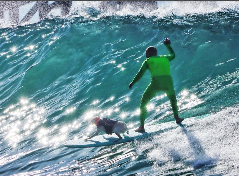 Sugar, la perra campeona de surf canino, había sido rescatada de las calles de California cuando tenía siete meses. Sugar, la perra campeona de surf canino, había sido rescatada de las calles de California cuando tenía siete meses.
