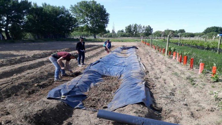 En Picún ya aplican las técnicas de multiplicación del tomate
