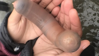 Caminaba por la playa en Comodoro Rivadavia y se topó con una extraña criatura: un pez pene (foto de archivo). Caminaba por la playa en Comodoro Rivadavia y se topó con una extraña criatura: un pez pene (foto de archivo).