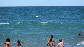 El cisne cuello negro estuvo cerca de la costa, para el entusiasmo de los veraneantes. La sequía lo habría traído aquí. 