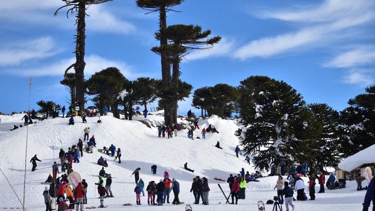 Primeros Pinos pretende renacer de las cenizas