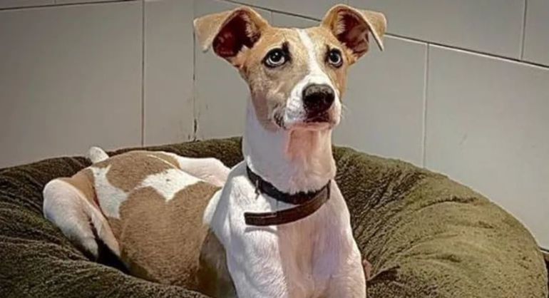 Arturo, el perro que ingresó a Gran Hermano. Arturo, el perro que ingresó a Gran Hermano.