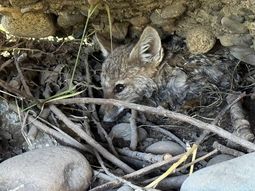 encontraron una cria de zorro en plena costanera de junin de los andes: asi fue el rescate encontraron una cria de zorro en plena costanera de junin de los andes: asi fue el rescate