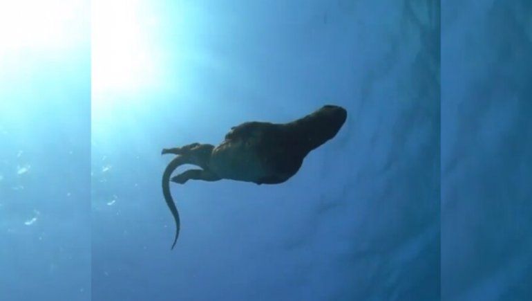 En Instagram publicaron un video de una iguana marina nadando en las Islas Gal&aacute;pagos.