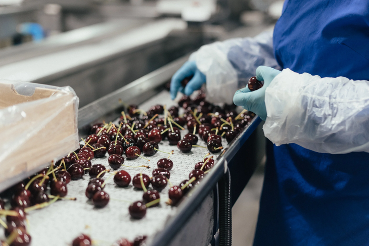 Chile se maneja con altos niveles de tecnología en sus empaques de cerezas. Chile se maneja con altos niveles de tecnología en sus empaques de cerezas.