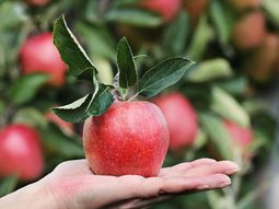 Argentina sigue creciendo en sus exportaciones de manzanas a Brasil. Argentina sigue creciendo en sus exportaciones de manzanas a Brasil.