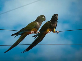 El loro barranquero invade ciudades de la Patagonia, pero no por elección: qué explica la ciencia
