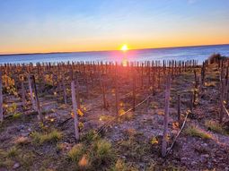 Identidad regional: El Cabernet Franc se adaptó con éxito a las duras condiciones de la Patagonia. Identidad regional: El Cabernet Franc se adaptó con éxito a las duras condiciones de la Patagonia.