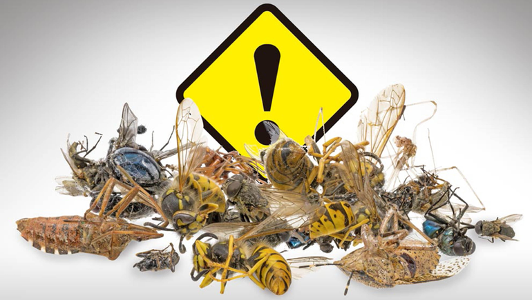 El problema que surge por la extinción de los insectos