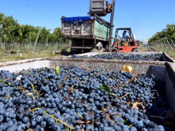 La Tercera Cámara de Apelaciones de Mendoza ratifica fallo por USD 16 millones, impactando contratos vitivinícolas en Cuyo. La Tercera Cámara de Apelaciones de Mendoza ratifica fallo por USD 16 millones, impactando contratos vitivinícolas en Cuyo.