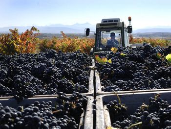 Empresarios y trabajadores no llegan a un acuerdo por los sueldos en el sector vitivinicola.