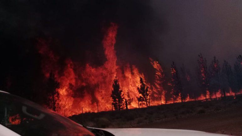 Incendio forestal quemó más de 900 hectáreas de pinos