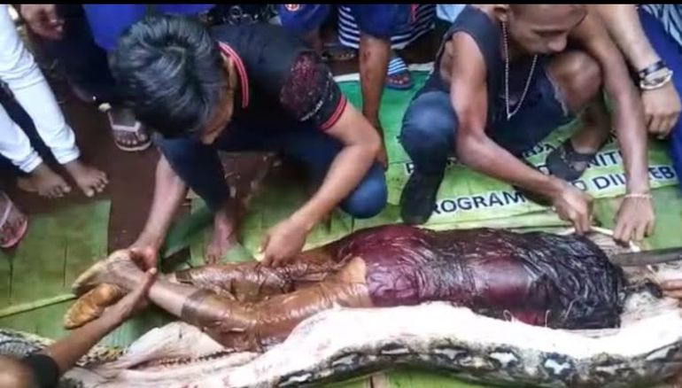 Al abrir la pitón los hombres se encontraron con el horror Al abrir la pitón los hombres se encontraron con el horror