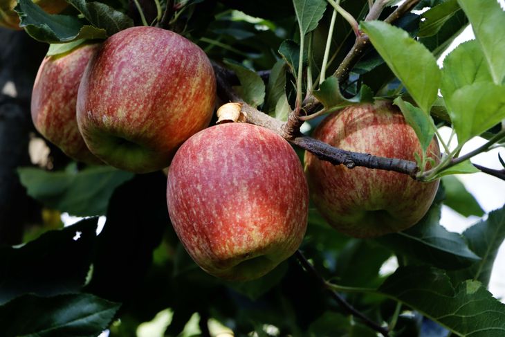 La cosecha, un momento en el que el requerimiento de mano de obra es clave. La cosecha, un momento en el que el requerimiento de mano de obra es clave.