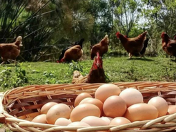 Consumir este tipo de huevos, no solo aporta en una alimentación saludable, sino que también promueve el desarrollo local y el arraigo rural. Consumir este tipo de huevos, no solo aporta en una alimentación saludable, sino que también promueve el desarrollo local y el arraigo rural.