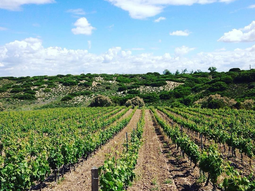 La guía muestra un enfoque que puede servir como referencia para Argentina. Foto: Wines of Chile La guía muestra un enfoque que puede servir como referencia para Argentina. Foto: Wines of Chile